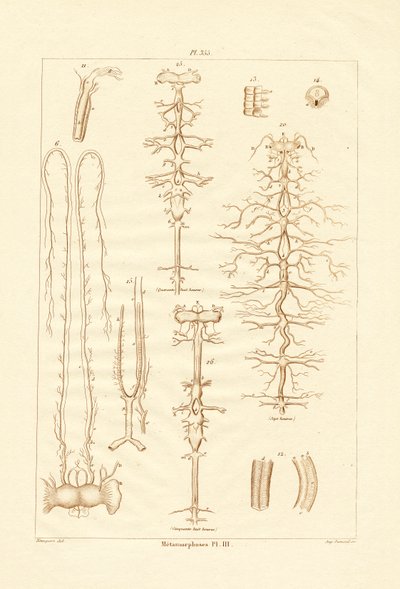 Metamorphose von French School